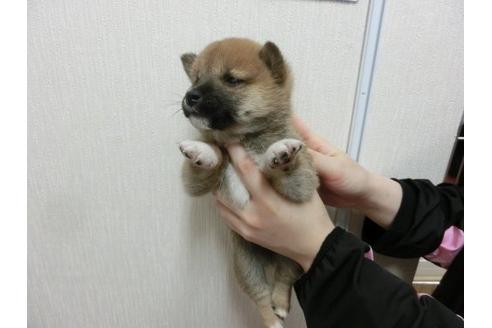 成約済の福岡県の柴犬-3355の2枚目