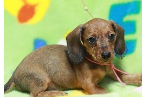 成約済の愛知県のカニンヘンダックスフンド-8772の1枚目