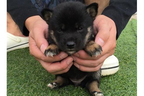 成約済の長崎県の柴犬-7733の1枚目