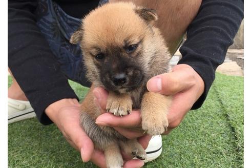 成約済の長崎県の柴犬-7735の2枚目