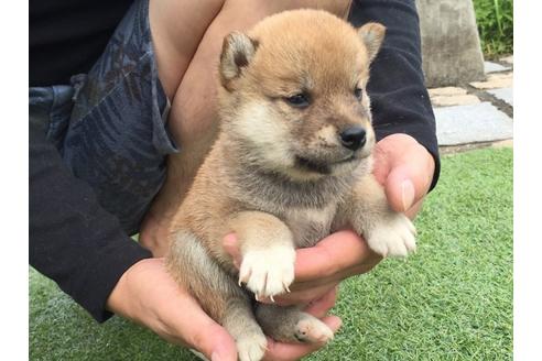 成約済の長崎県の柴犬-7740の2枚目