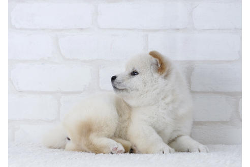 成約済の北海道の柴犬-10220の2枚目