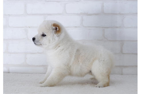 成約済の北海道の柴犬-10220の1枚目