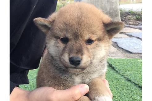 成約済の長崎県の柴犬-10528の1枚目