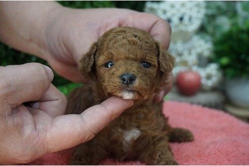 成約済の京都府のトイプードル-14400の1枚目