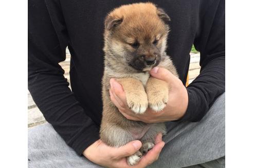 成約済の長崎県の柴犬-16434の2枚目