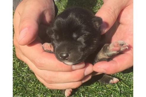 成約済の長崎県の柴犬-18499の1枚目