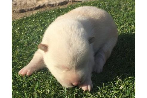 成約済の長崎県の柴犬-19434の1枚目