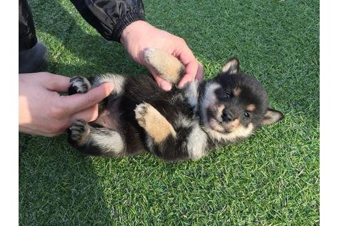 成約済の長崎県の柴犬-23587の4枚目