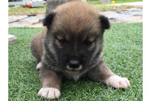 成約済の長崎県の柴犬-23112の1枚目