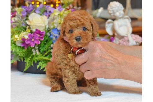 成約済の埼玉県のトイプードル-23619の2枚目