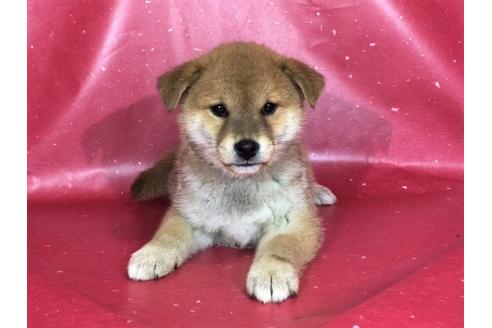 成約済の愛知県の柴犬-29541の1枚目