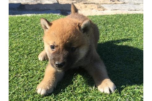 成約済の長崎県の柴犬-30579の4枚目