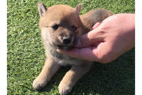 成約済の長崎県の柴犬-31558の1枚目