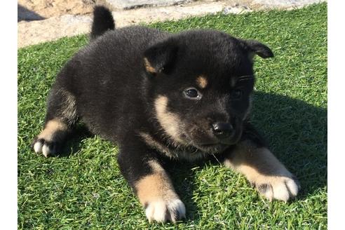 成約済の長崎県の柴犬-31078の2枚目