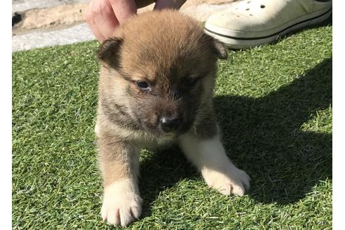 成約済の長崎県の柴犬-33121の2枚目