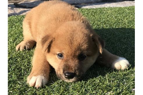 成約済の長崎県の柴犬-34956の3枚目