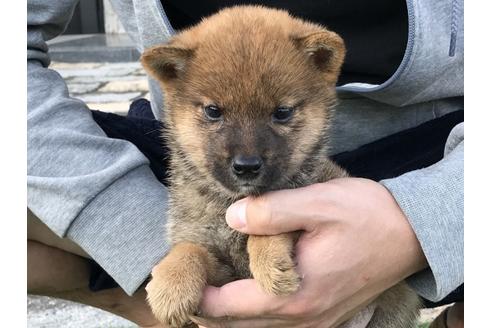 成約済の長崎県の柴犬-37885の4枚目