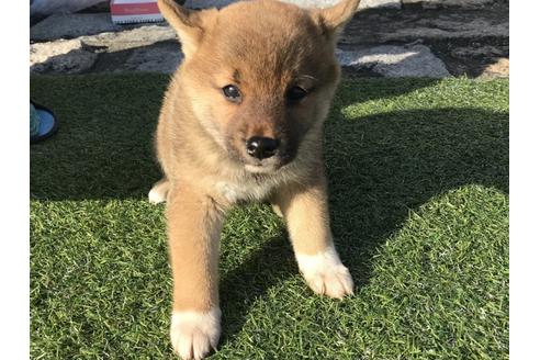 成約済の長崎県の柴犬-38768の1枚目