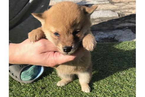 成約済の長崎県の柴犬-38769の3枚目