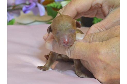 成約済の埼玉県のトイプードル-40185の1枚目