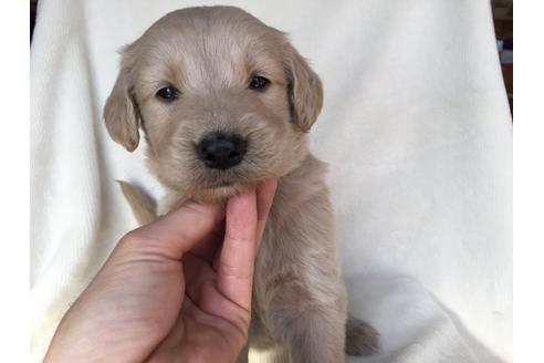 成約済の茨城県のミックス犬-40968の1枚目