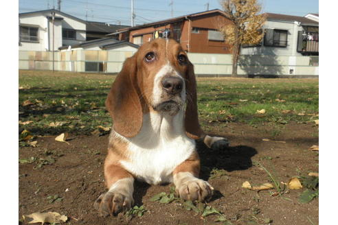 成約済の神奈川県のミックス犬-33088の2枚目