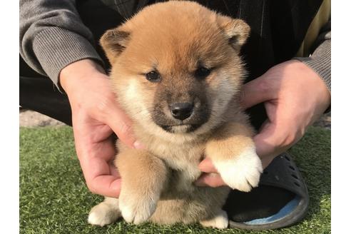 成約済の長崎県の柴犬-40948の5枚目