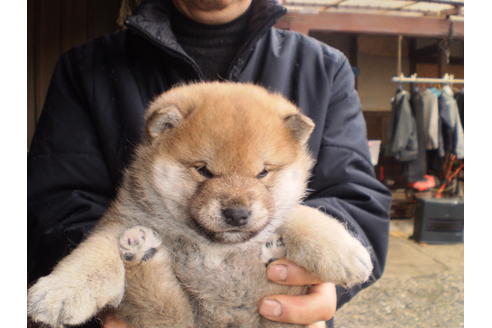 成約済の三重県の柴犬-43020の2枚目