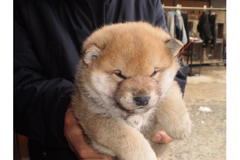 成約済の三重県の柴犬-43020の1枚目