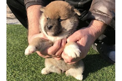 成約済の長崎県の柴犬-43525の1枚目