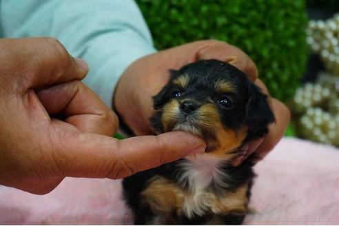 成約済の京都府のミックス犬-43637の1枚目