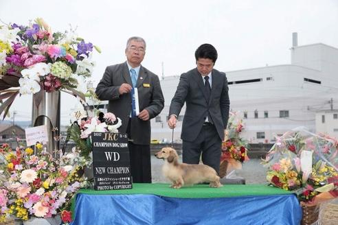 成約済の広島県のミニチュアダックスフンド-44318の1枚目