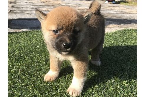 成約済の長崎県の柴犬-47078の4枚目