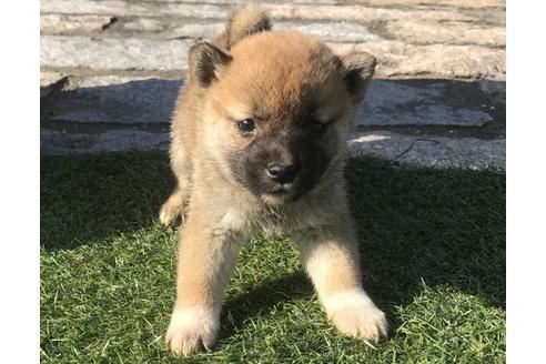 成約済の長崎県の柴犬-47079の2枚目