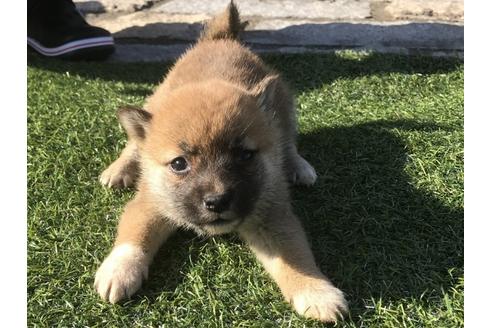 成約済の長崎県の柴犬-47080の2枚目