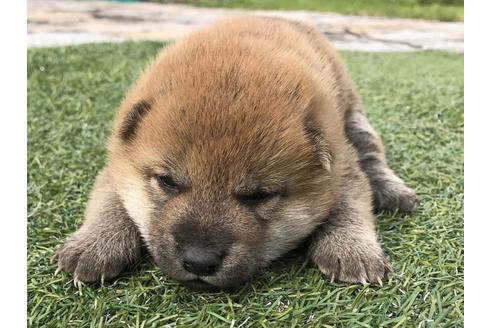 成約済の長崎県の柴犬-49129の1枚目