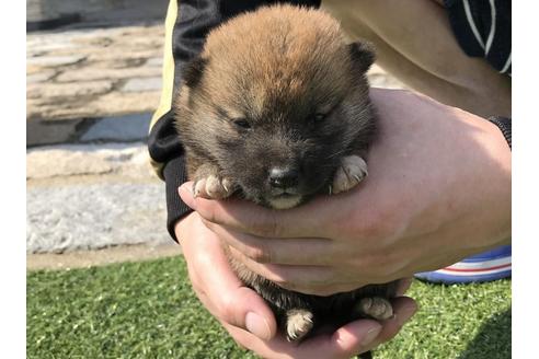 成約済の長崎県の柴犬-50910の5枚目