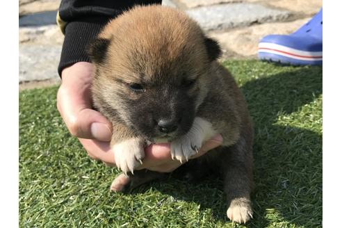 成約済の長崎県の柴犬-50911の3枚目