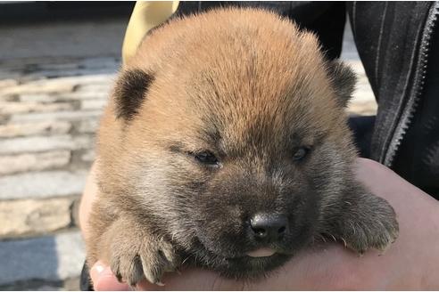 成約済の長崎県の柴犬-50912の4枚目