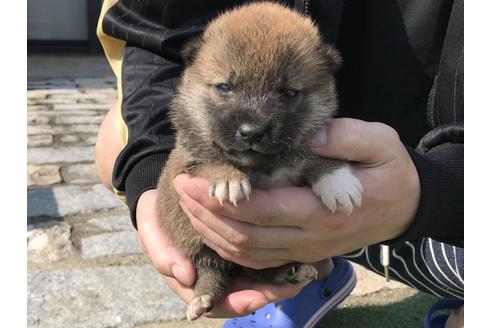 成約済の長崎県の柴犬-50913の2枚目