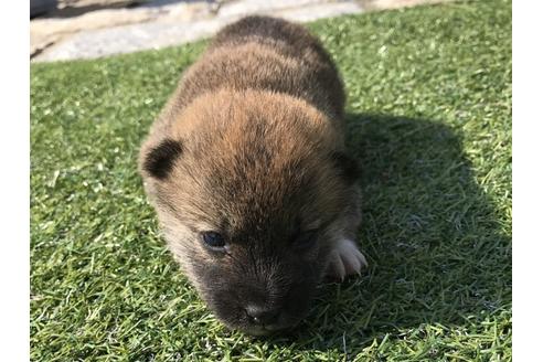 成約済の長崎県の柴犬-50913の3枚目