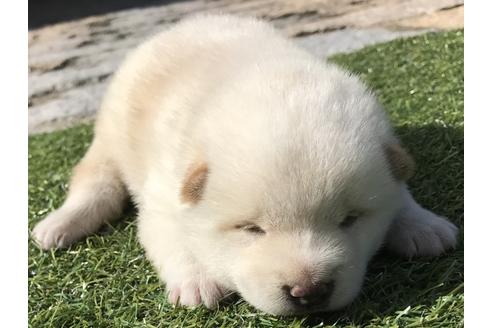 成約済の長崎県の柴犬-51913の1枚目