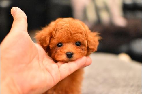 成約済の茨城県のトイプードル-56842の1枚目