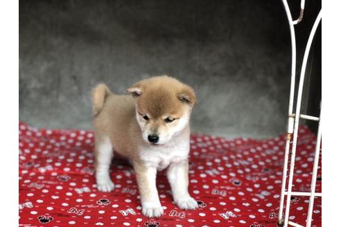 成約済の山梨県の柴犬-57694の2枚目