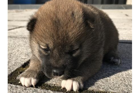 成約済の長崎県の柴犬-59798の7枚目