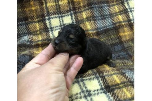 成約済の青森県のカニンヘンダックスフンド(ロングヘアード)-59965の2枚目