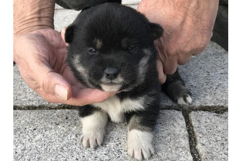 成約済の長崎県の柴犬-60184の4枚目