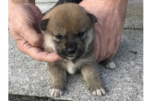 成約済の長崎県の柴犬-60186の7枚目