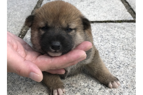 成約済の長崎県の柴犬-57473の5枚目